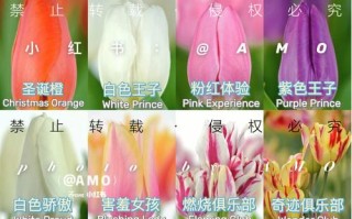 郁金香品种图片大全有哪些常见品种？