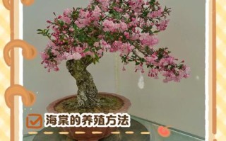 盆栽海棠花怎么养才开花？