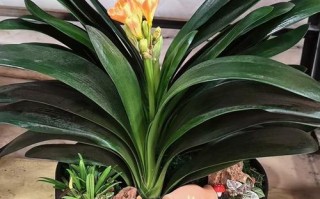 君子兰老品种出苗为何整齐？