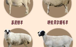 毛用羊品种有哪些？