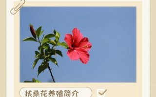 扶桑花过冬方法有哪些？