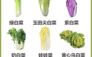 小白菜品种哪个好种养？
