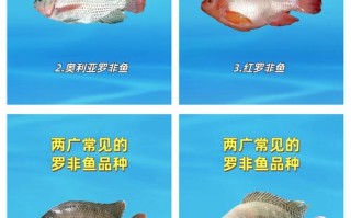 广州水产市场罗非鱼价格为何波动？