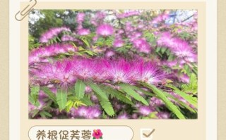 芙蓉花怎么养？图片看养殖方法！