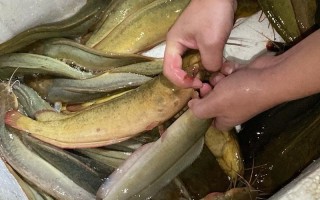 水产和水产养殖有何本质区别？