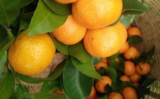 砂糖桔最新品种有哪些？