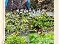 北京香菜啥时候种？怎么种才高产？