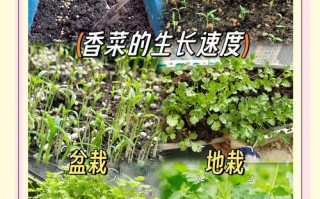 北京香菜啥时候种？怎么种才高产？