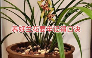兰花的花能怎么吃？有哪些用法？