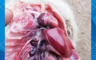 雏鹅常见病有哪些？如何治疗？