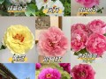 牡丹花所有品种及图片有哪些？