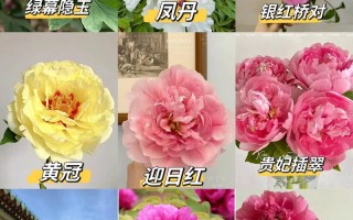 牡丹花所有品种及图片有哪些？