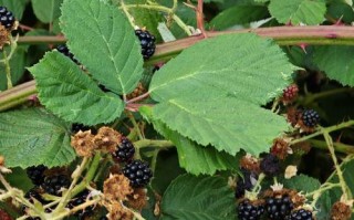 树莓哪个品种好？