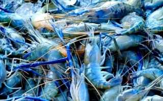 韩国2025年水产将迎来哪些新变化？