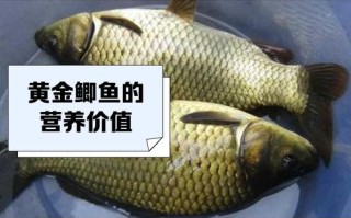 哪种鲫鱼繁殖力最快？