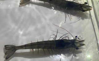 南美对虾快长养殖法有哪些关键点？