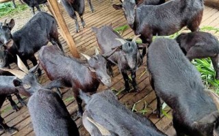 广西适合养什么山羊品种？