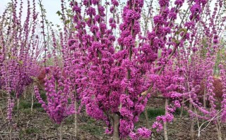 哪些植物是先开花后长叶的品种？