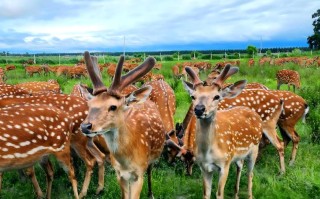 我国鹿的养殖品种有哪些