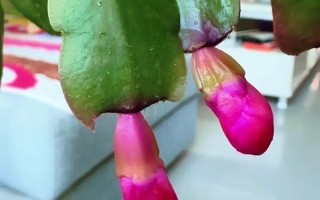 冬季蟹爪兰怎么养才开花？