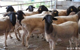 山东适合养什么品种的羊？