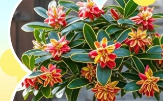 瑞香的养殖方法和注项