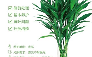 富贵竹怎么养才能更茂盛？