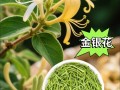 如何辨别正宗金银花品种？