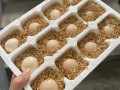 做什么饲料用鸡蛋