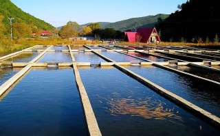 哪种水产种植效益最好？