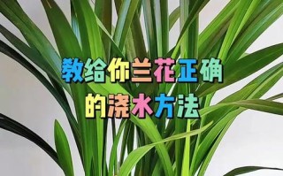 刚上盆建兰怎么养才服盆？