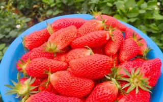 伯特拉草莓品种哪里有？