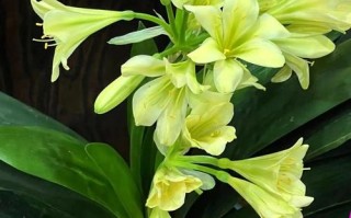 君子兰中什么品种最好