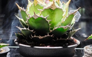 龙舌兰怎么养？附图片教程！