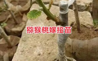 猕猴桃树苗如何高效繁殖？
