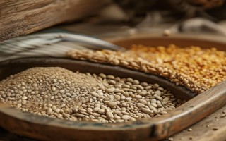 笼养鸽喂什么饲料