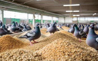 肉鸽育肥吃什么饲料