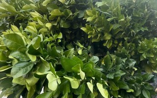 柚子树苗哪个品种好？