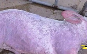 猪血如何育出虫子？