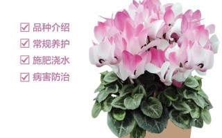 仙客来何时种？怎么养才开花？