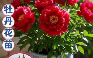 家庭牡丹花怎么种才开花？