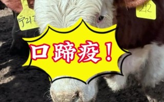 牛口蹄疫如何识别与治疗？