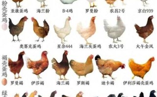 什么鸡品种产蛋率最高？