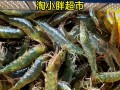 海虾的价格斤多少头