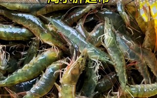 海虾的价格斤多少头