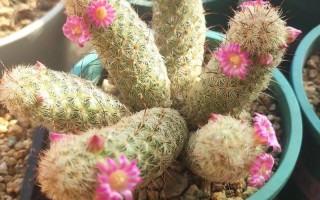 哪些仙人掌品种会开花？