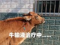农村治牛病土方法真的管用吗？