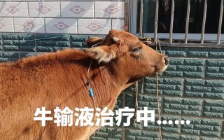 农村治牛病土方法真的管用吗？