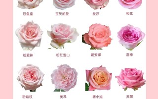 玫瑰品种怎么选？