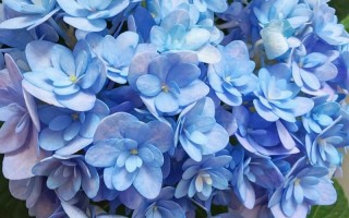 绣球花哪个品种最易养活？